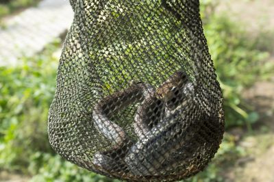 Wild Animal Removal