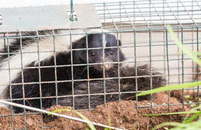 Cost of Wild Animal Removal — Cost of Wild Animal Removal