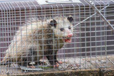 Cost of Wild Animal Removal — Cost of Wild Animal Removal