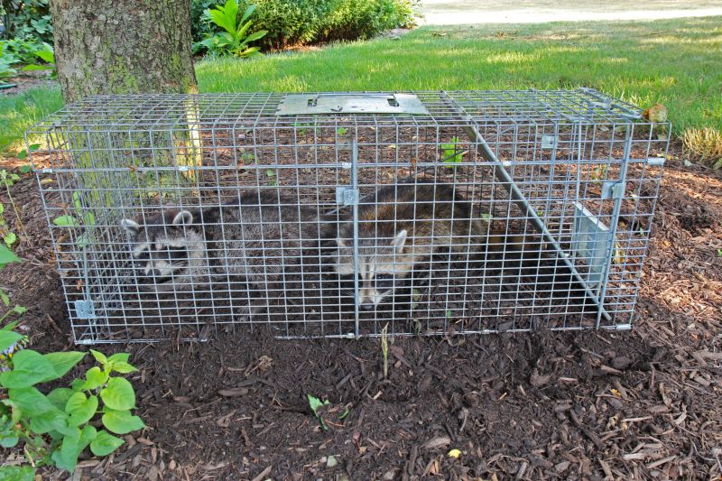 Cost of Wild Animal Removal — Cost of Wild Animal Removal