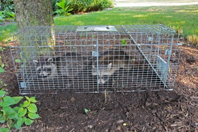Cost of Wild Animal Removal — Cost of Wild Animal Removal