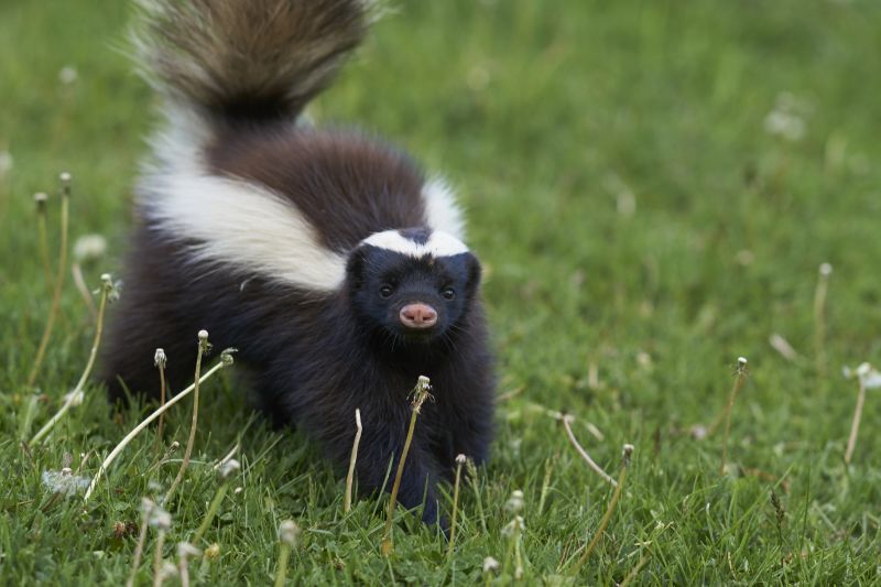 Cost of Wild Animal Removal — Cost of Wild Animal Removal