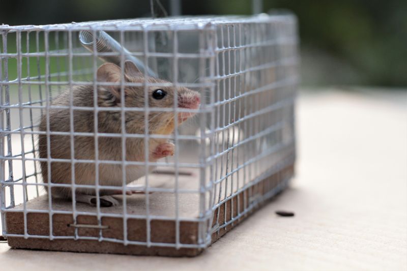 Humane Animal Traps