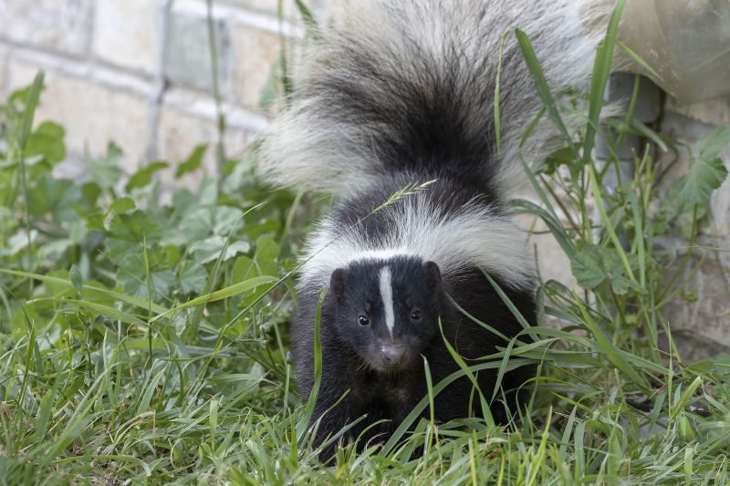 Skunk Burrows