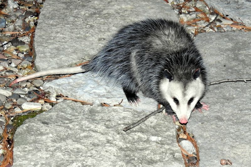 Opossum Encounters