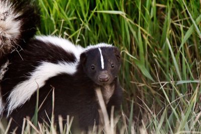 Eliminate Skunk Odor