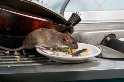 Ensure Food Safety
