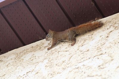 Keep Squirrels Out of Your Property