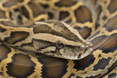 Knowledge of Local Snake Species