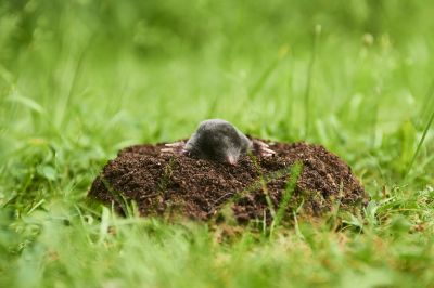 Minimize Pest Attraction