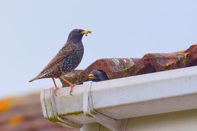Prevention of Property Damage