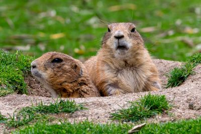 Protect Your Garden and Landscape