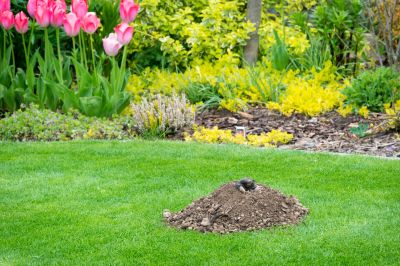 Protect Your Lawn