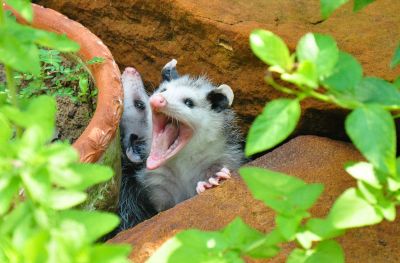 Remove Opossums Humanely